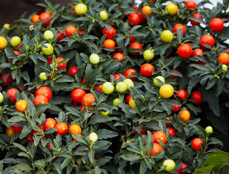 ΣΟΛΑΝΟΥΜ – Solanum pseudocapsicum - 1